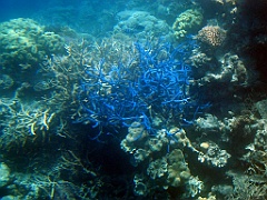 059 Great Barrier Reef
